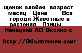 щенок алобая .возраст 1 месяц › Цена ­ 7 - Все города Животные и растения » Птицы   . Ненецкий АО,Оксино с.